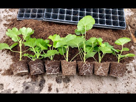 8 MAIN MISTAKES WHEN ROOTING GERANIUMS / PELARGONIAS