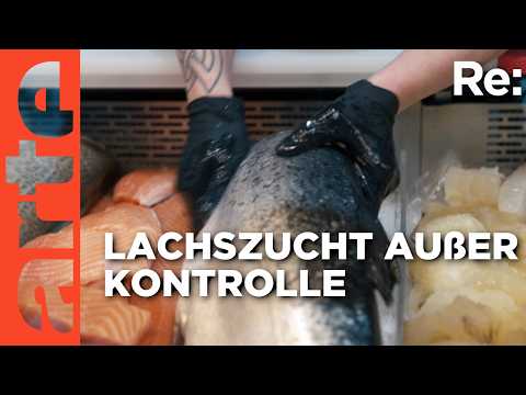 Salmon crisis in Norway | ARTE Re: