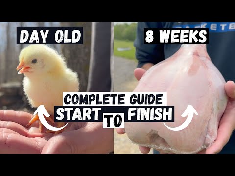 How to Raise Cornish Cross Meat Chickens: Start to Finish