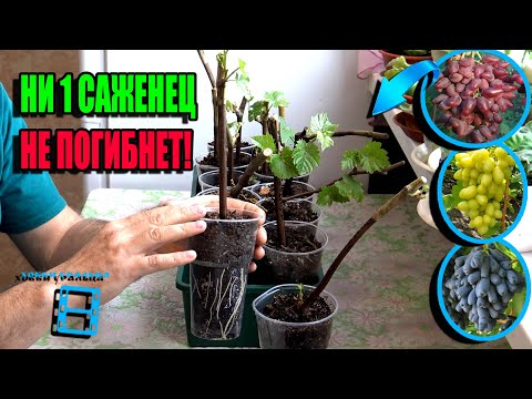 PROPER CARE OF GRAPE SEEDLINGS AT HOME. NORTHERN VINEYARD 23-6