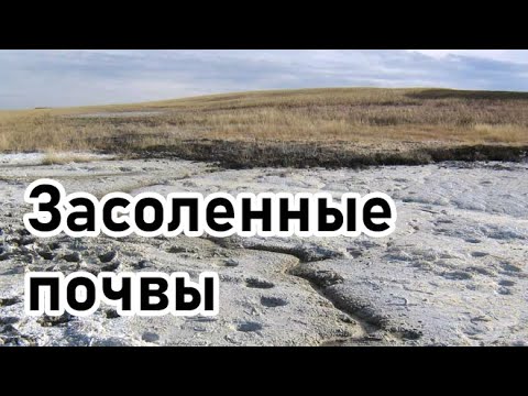 Засоленные почвы и солоди