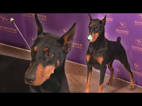 2026 Westminster Best in Show Winner Revealed!