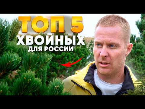 5 Самых Популярных Хвойных в Садовых Центрах России