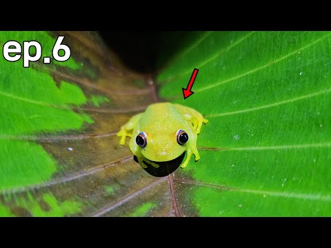 몸이 투명해 심장까지 훤이 보이는 젤리개구리를 잡았습니다!!!! [브라질ep.6]