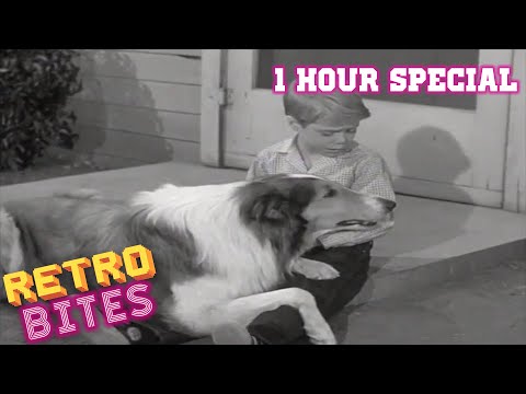 Lassie | 1 Hour Compilation | Full Episodes ๐