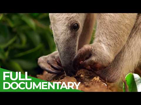 Wild Colombia - Fantastic Creatures | The Lost Eden | Free Documentary Nature