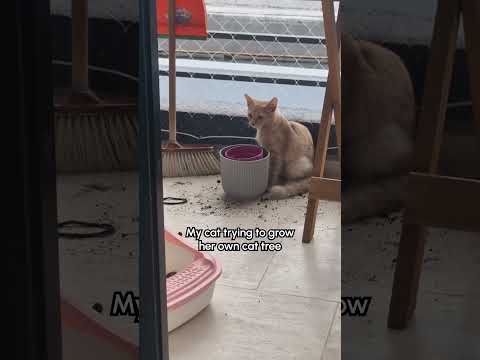 Caught My Cat Ruining My Plants 😅