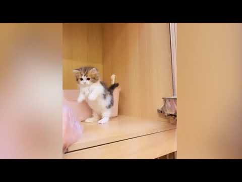 Playful kittens will bring a smile to your face β₯