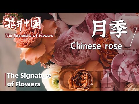 【The Signature of Flowers】花开中国 EP3 Chinese Rose 月季