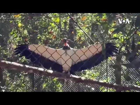 ဒဏ်ရာရတောကောင်တွေကို ပြုစုပေးနေတဲ့ အမြဲစိမ်းတောကြီးထဲက Guiraoga စင်တာ