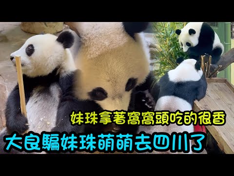 12月18日 大良告訴妹珠萌萌和家和去四川了，媽媽留了黃金竹給妹珠#熊貓萌萌 #熊貓家和 #cutepanda #panda
