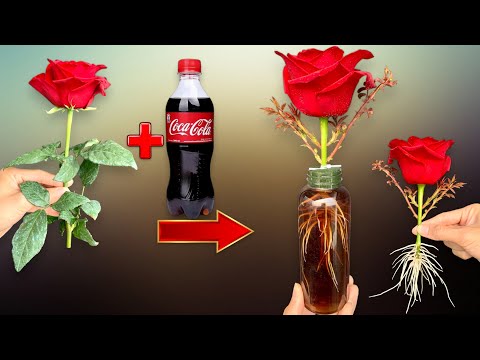 Just Coca! Red Roses Suddenly Grow 500% More Roots and Buds in Just 1 Night