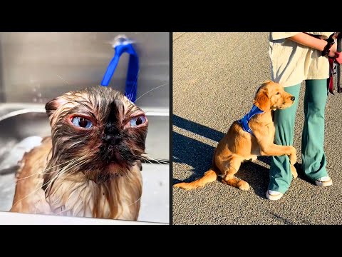 Funniest Pet Videos Of The Year (2025)