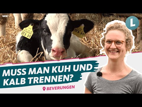 Wie geht muttergebundene Kälberaufzucht? | WDR Lokalzeit Land.Schafft.