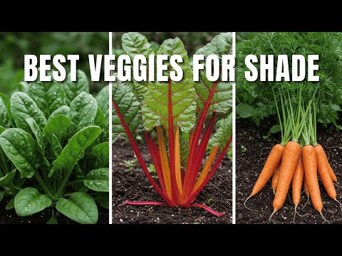 12 Perfect Vegetables You Didn’t Know Thrive in a Shady Garden 🌿