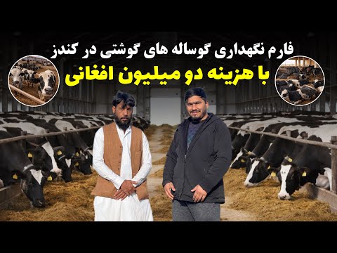 فارم نگهداری گوساله های گوشتی در کندز|با هزینه دو میلیون افغانی😱