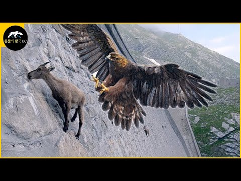 역대 기록된 가장 무서운 독수리 공격 | 동물의 왕국