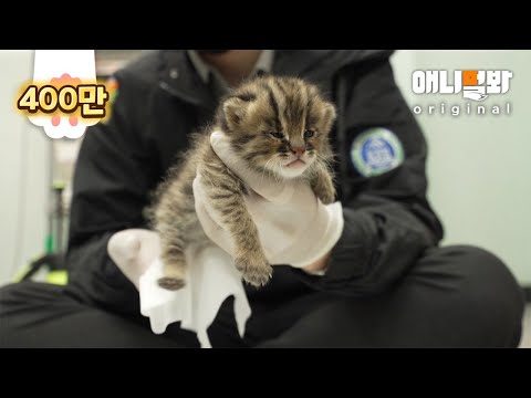 Rescued A Baby Wildcat That Lost Its Mother