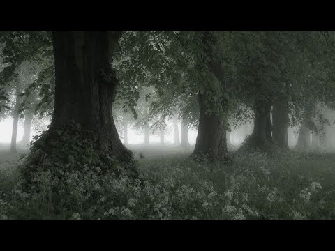 limerence - yves tumor (Playing For 1 Hour)