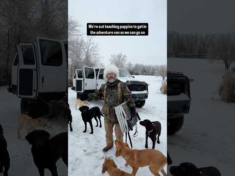 Puppies Need Adventures! #shorts #puppies #puppytraining