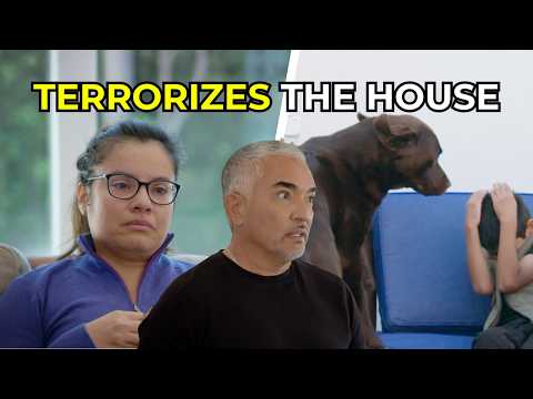 Cesar Helps a Family Whose Dogs’ Energy Became Dangerous | Better Human Better Dog