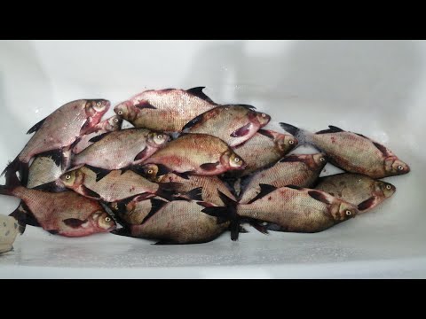 #рыбалкафидер#кашалещ# Как приготовить кашу на леща.Летняя прикормка для крупного леща.Прверено!