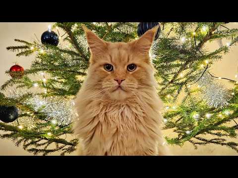 Buster Helps Me Find a Christmas Tree!