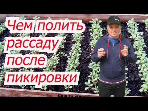 Полейте этим "эликсиром" свою рассаду и сами всё поймёте! Удачи!