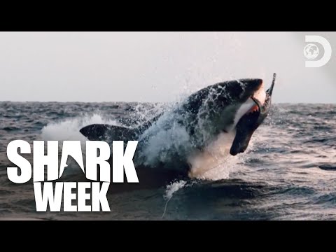 Air Jaws: A Thrilling Hunt for Breaching Great White Sharks | Shark Week (2023) | Discovery