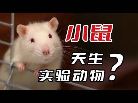 【科学史】鼠鼠我啊～怎么就成实验动物了呢？🐁