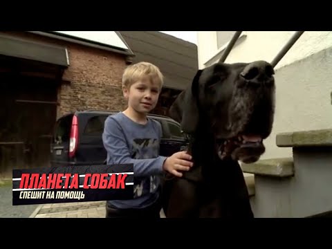 Дог. Планета собак спешит на помощь 🌏 Моя Планета
