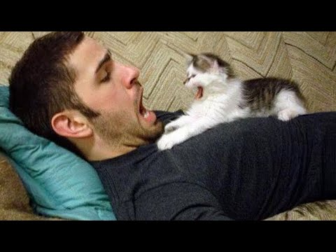 When Cats Start Imitating Their Owners and Become Little Humans😹 30 Minutes of Laugh