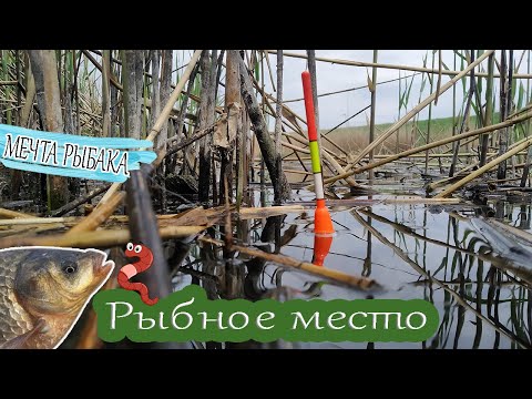 Рыбалка на карася на поплавочную удочку. Рыбное место