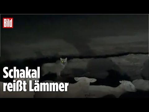 Raubtier-Schock auf Sylt