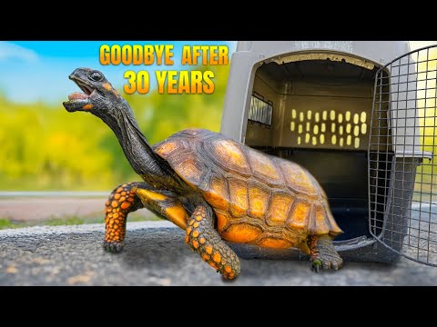 Owners Say Goodbye to Beloved Turtles After 30 Years! Most Exhausting Rescue Mission Ever. 