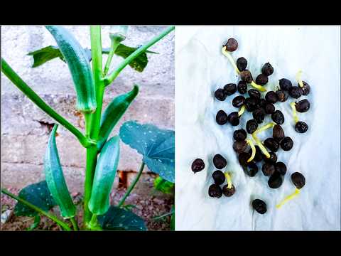 THE FASTEST WAY TO GROW OKRA NOBODY TALKS ABOUT!