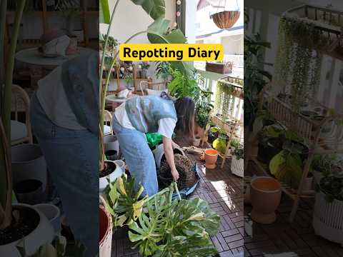 Repotting Day 🌿 | Philodendron, Bird of Paradise & Monstera