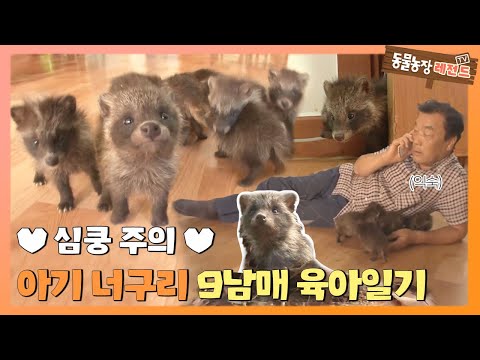 [TV 동물농장 레전드/SUB] ♥심쿵주의♥ 아기 너구리 9남매 육아일기 풀버전 다시 보기 #TV동물농장 #AnimalFarm #SBSstory