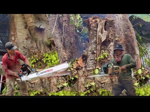 Sawing Down a 100-Year-Old Bodhi Tree Causes Many Sawmillers to Flee (Part cuối)