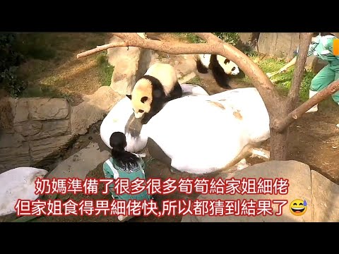 EP3🐼12月17日兩位奶媽攞咗好多筍筍給家姐細佬,兩姐弟好安靜食筍筍,但家姐食得比較快,所以去執細佬的筍筍,並執完一次又一次又一次,但細佬繼續慢慢吃,也沒同家姐理論及爭執,整個食筍筍嘅畫面非常和諧🥰