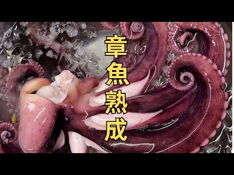 章鱼熟成｜让章鱼肉质更软嫩的技巧｜日本料理技巧