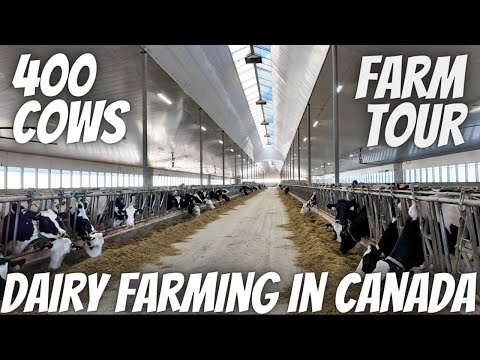 New Mars Dairy Milking 400 Cows In Alberta Canada