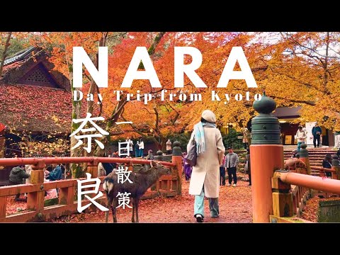 Kyoto to Nara Day Trip 🍁 Autumn Leaves, Deer & Ghibli-style Teahouse | Japan Travel Vlog