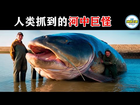 恐怖的食人巨兽！史上捕获的15条最大河怪！丨地球之最#冷知识 #排名 #世界之最#难以置信 #惊人画面 #动物 #动物世界#世界之最top#惊人发现#怪异生物#出类拔萃#top10