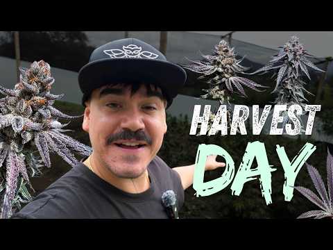 Harvesting FIRE Testers from Umami "Terp Team Six" | Ridgeline Farms & SHWALE test