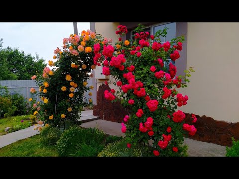 Моя трояндова арка. Мої хости. Дельфініуми. Сантоліна. Прогуляємось. І збираю посилку з рослинами.