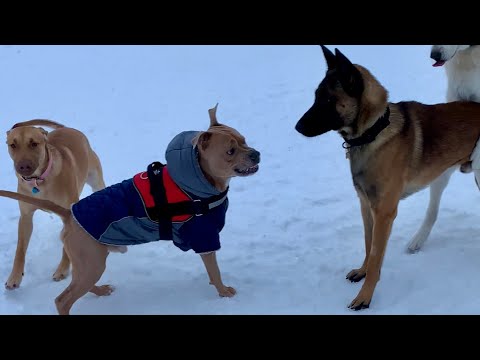 Dominant Pit Bull ATTACKS Belgian Malinois At The Dog Park!