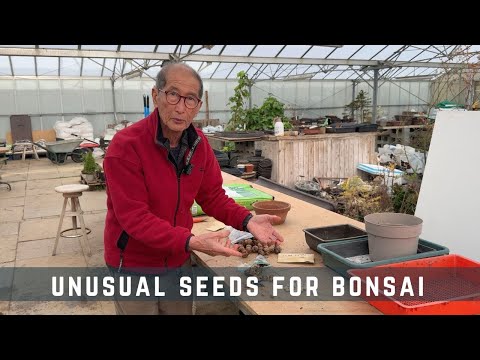 Unusual Seeds For Bonsai