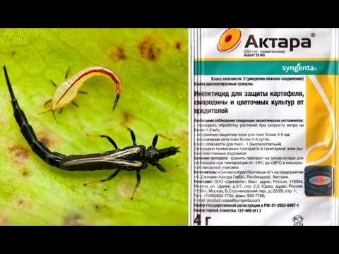 АКТАРА ☑️ СРОЧНО ПРОЛЕЙТЕ ЭТИМ СВОИ ЦВЕТЫ ‼️Инсектицид от 100 видов НАСЕКОМЫХ ВРЕДИТЕЛЕЙ