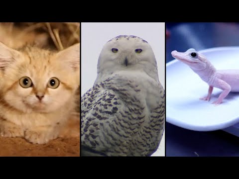 Extremely Rare Animals Caught on Camera